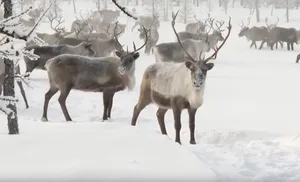 На Ямале начался массовый отел северных оленей