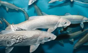 На Ямале впервые в мире применяют методику ранней диагностики пола сиговых рыб