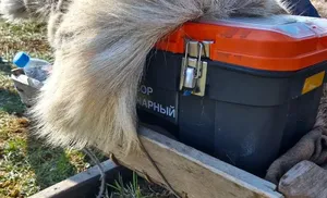 Ямальские оленеводы получат обновленные ветеринарные наборы с препаратами в 2025 году