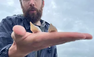 Более миллиона экземпляров молоди осетра выпустили в Обь