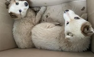 Ветеринары Салехарда ищут хозяев для подброшенных щенков