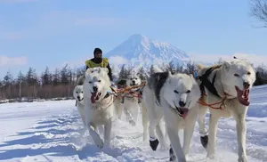 В этом году ямальскую трассу оценят опытные каюры