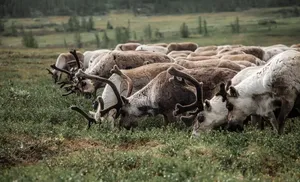 Авторы видео о путешествиях по туристическим маршрутам Ямала могут получить до 4 миллионов рублей