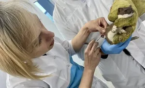 Жительница Салехарда отбила ласку у кошек