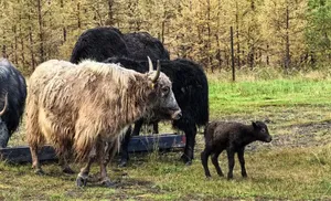 В природном парке "Ингилор" яки дали первое потомство