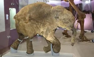 Доисторическая малышка Люба продолжает курсировать по стране