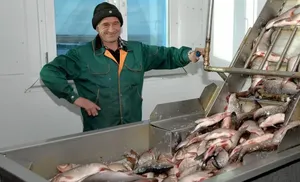 Объем государственной поддержки на переработку рыбного сырья будет увеличен