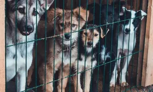 Общественная палата Ямала приглашает салехардцев присоединиться к  благотворительной акции «Zoo Сумка»