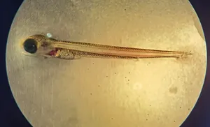 В этом году Собский рыбоводный завод выпустил в реки Ямала свыше 11 миллионов мальков ценных видов сиговых рыб