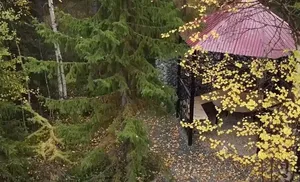 Журналисты продолжают мониторить ситуацию с мангальной зоной у мамонта Мити