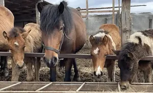 На Ямале возрождают уникальную приобскую породу лошадей