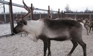 Методику оценки племенной ценности оленей разработают на Ямале