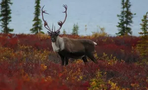 Леса, реки и озёра под особой охраной