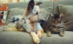 Правила содержания кошек и собак. Памятка владельцам