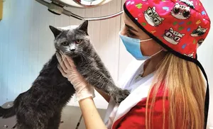 Свыше 800 животных стерилизовано на Ямале в рамках акций