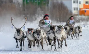 Новации и инновации ожидают гостей Салехарда в День оленевода