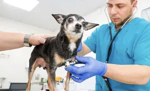 В госветкнилиниках Ямала пройдет день бесплатных консультаций