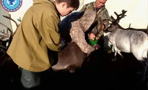 31 августа -День ветеринарного работника