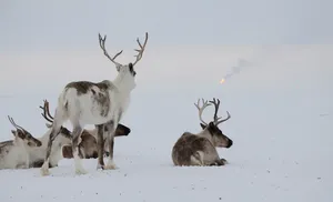 Природа и климат