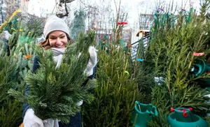 Салехардцы смогут приобрести «живую» ель уже 1 декабря