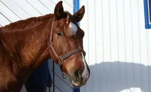 Приобская кобылка Венера стала чемпионкой породы на виртуальной выставке «Краса аборигенов 2022»