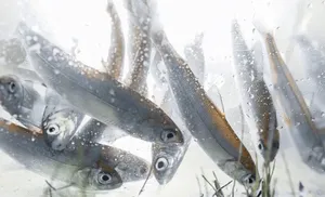 Ямальские нефтяники организовали рыбный «выпускной»