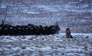 Ямальские овцебыки отправятся в Пермь
