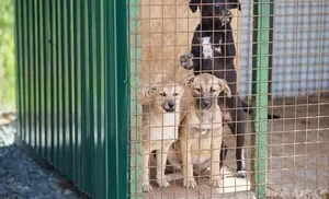 Салехардцев приглашают на день открытых дверей приюта «Дорога домой»