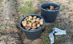 В Салехардской епархии собрали большой урожай картофеля