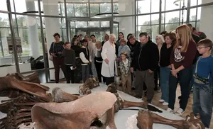 Отреставрированный ямальский мамонт Тадибе представлен на выставке в Ленинградской области