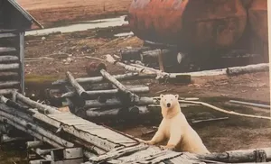 В МВК имени Шемановского открылась фотовыставка «Волонтеры Арктики»