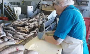 Рыба просится на стол. Салехардский завод работает по плану