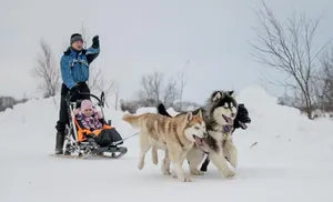 17 декабря на Ямале стартует акция помощи бездомным животным «Пушистый день»