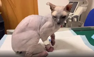 Неравнодушные салехардцы спасли молодого сфинкса от холодной смерти