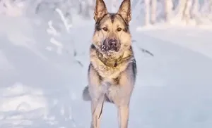 4 мая в приютах округа пройдет день открытых дверей