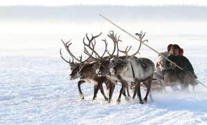 Ямальцы примут участие во Всемирном конгрессе оленеводов