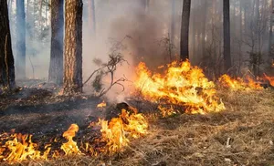 На территории Ямала действуют 12 очагов природных пожаров