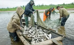 Работники рыбохозяйственного комплекса Ямала отмечают профессиональный праздник