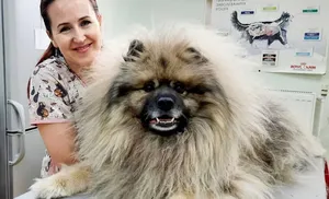 С 11 ноября в ямальских ветеринарных клиниках стартует акция «Пушистый холостяк»