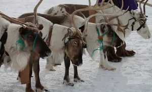 Масштабная вакцинация