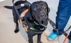 Выплату на содержание собак-проводников хотят увеличить