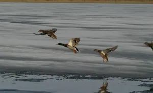 В округе объявлены сроки весенней охоты на дичь