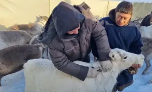 15 прививочных бригад приступили к вакцинации северных оленей против сибирской язвы