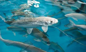 12 миллионов молоди муксуна пополнили акваторию реки Обь