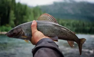 На Ямале впервые искусственно воспроизводят популяцию сибирского хариуса