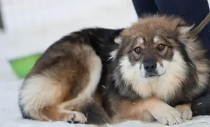 Городской приют для животных победил в окружном конкурсе