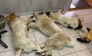 В Салехарде жестоко отравили животных