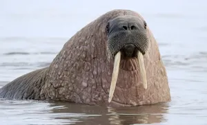 В музее имени Шемановского открывается выставка, посвященная ямальским моржам