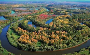 1600 гектаров Ямала обрастут лесными насаждениями