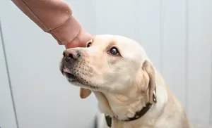 На Ямале завершилась четвертая акция по льготной стерилизации домашних животных